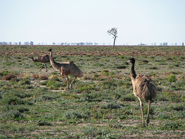 Emu Runner